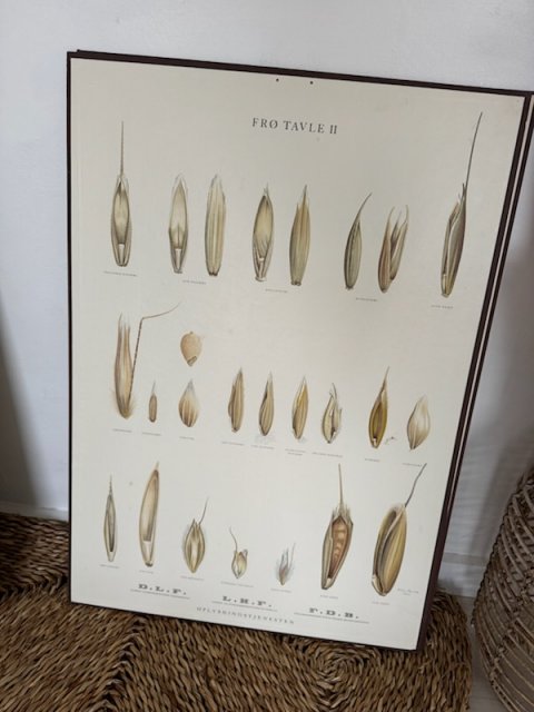 Gammel FDB fr� planche 4