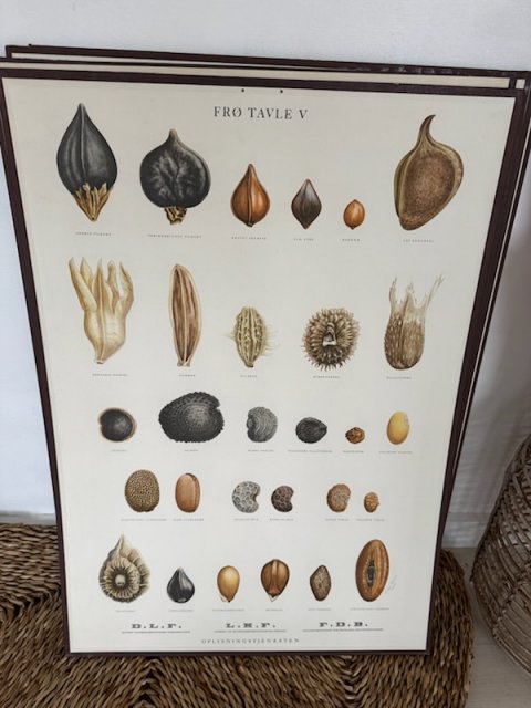 Gammel FDB fr� planche 1