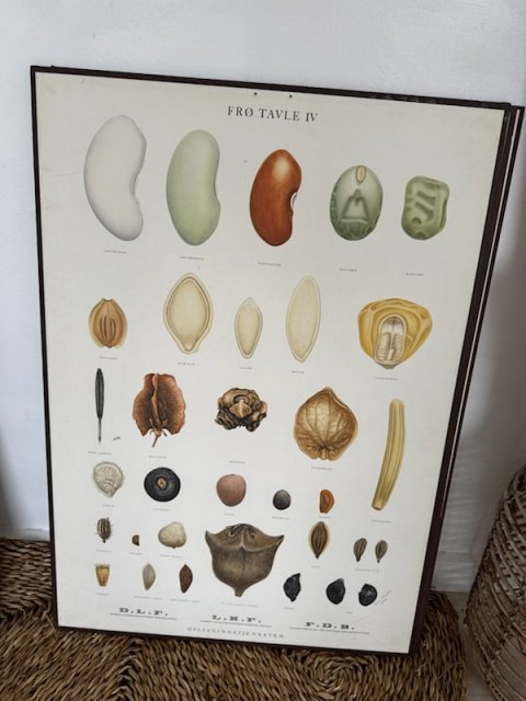 Gammel FDB fr� planche 3