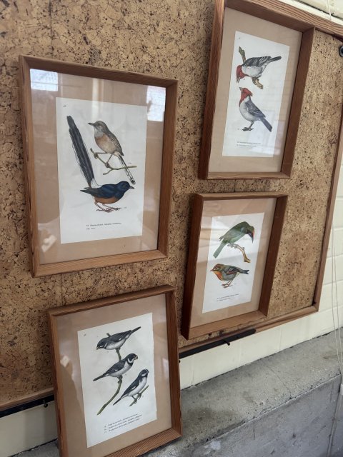 4 fugle billeder, s�lges samlet