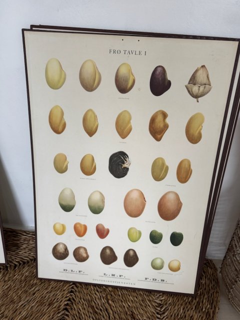 Gammel FDB fr� planche 2