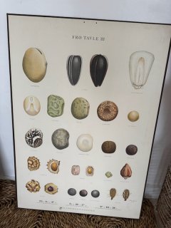 Gammel FDB fr� planche 5