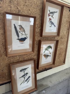 4 fugle billeder, s�lges samlet